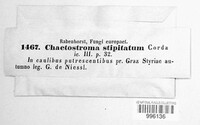 Image of Chaetostroma stipitatum